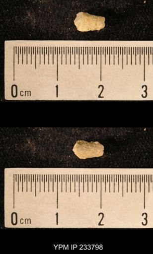 Archaeocidaris sp.