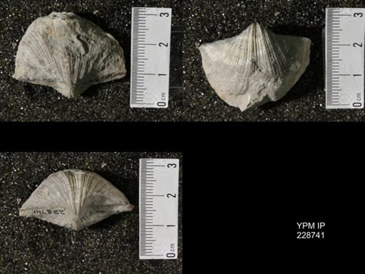 Neospirifer triplicatus gibbosus