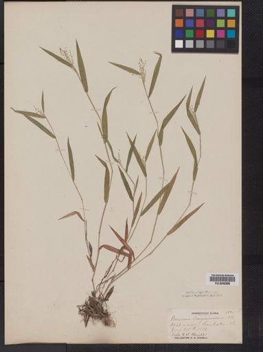 Panicum implicatum