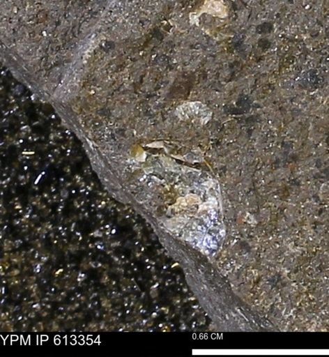 Scaphites sp.