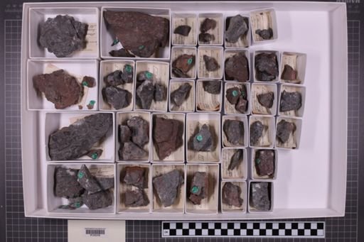 mixed taxa, stratigraphic collection