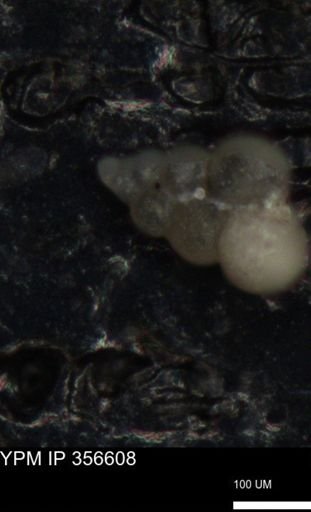 undet. Foraminiferida