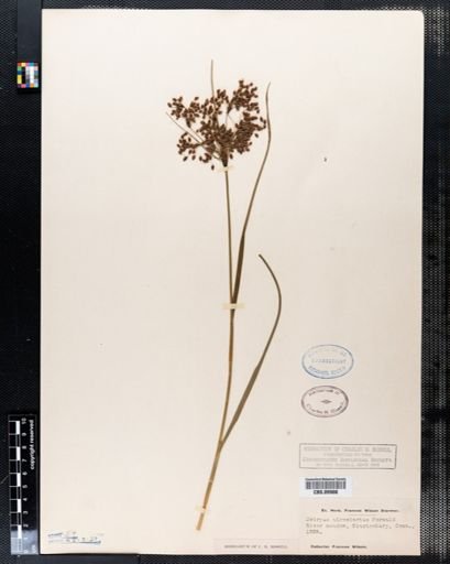 Scirpus atrocinctus