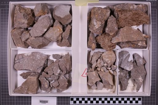 mixed taxa, stratigraphic collection