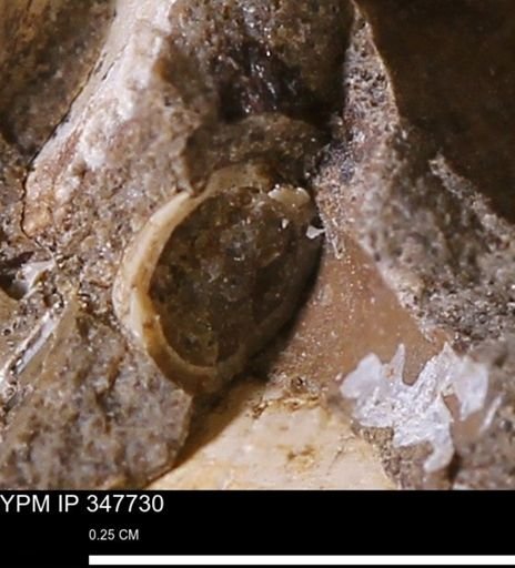 undet. Mollusca