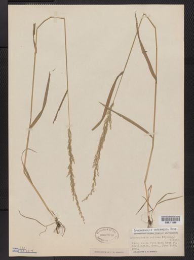 Sphenopholis intermedia