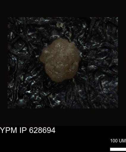 undet. Foraminiferida