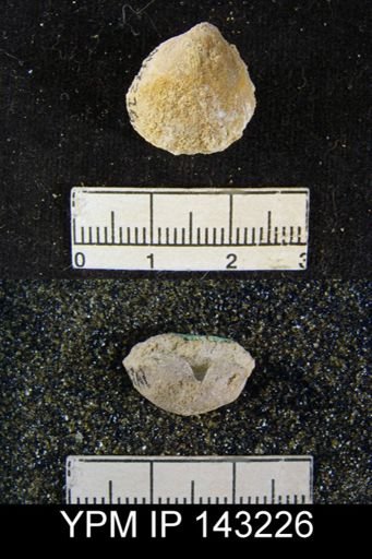 Orthis (Schizophoria) derbyi
