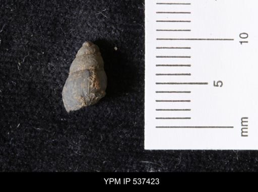 Goniobasis ortmanni