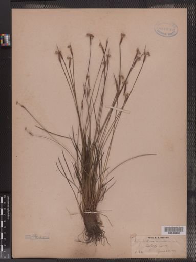 Sisyrinchium mucronatum