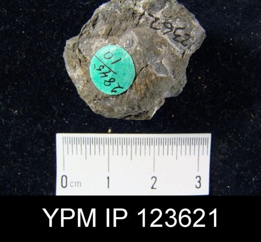 Stropheodonta patersoni bonamica