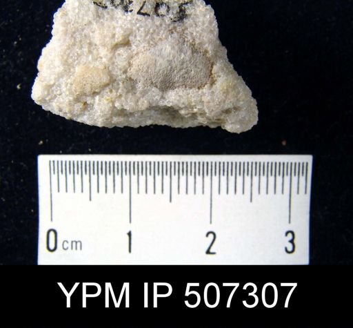 Meristella nr. lenta