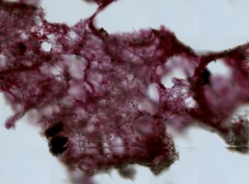 Lissodendoryx (Anomodoryx) sp.