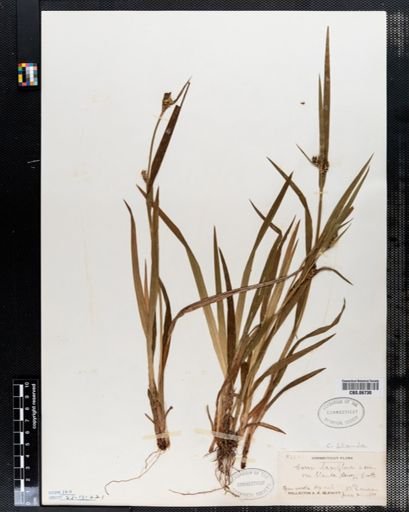 Carex blanda