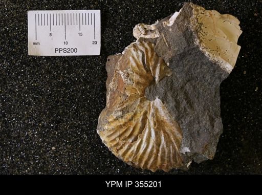Hoploscaphites sp.
