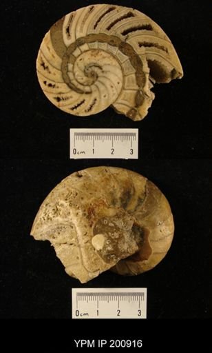 Nautilus sp.