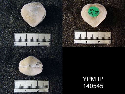 Athyris capillata