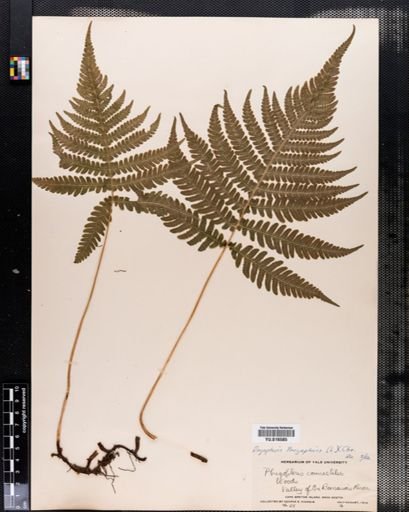 Dryopteris phegopteris