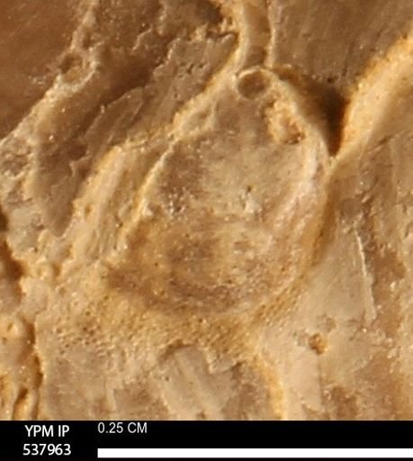 undet. Bryozoa