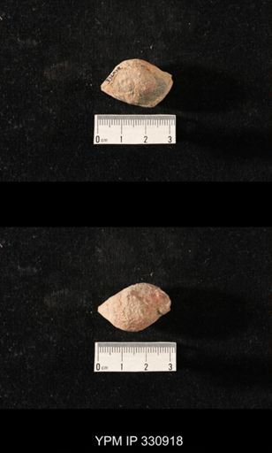 Sphaerodoma paludinaeformis