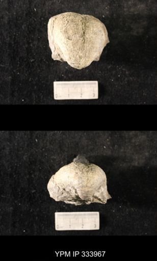 Echinoconchus sp.