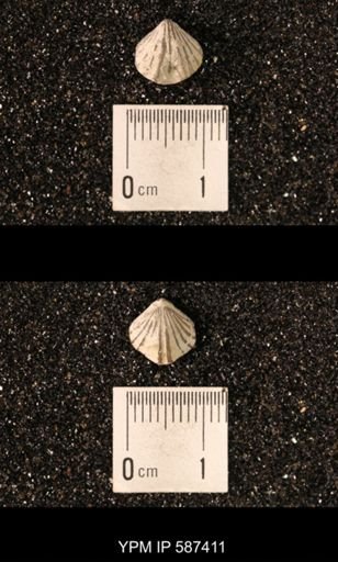 Camarotoechia whitei