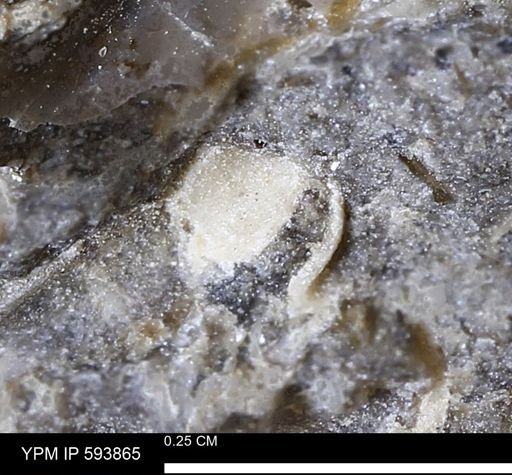undet. Mollusca