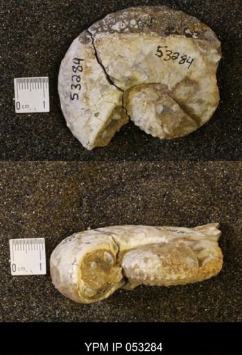 Discoscaphites conradi
