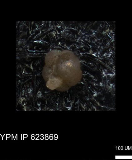 undet. Foraminiferida