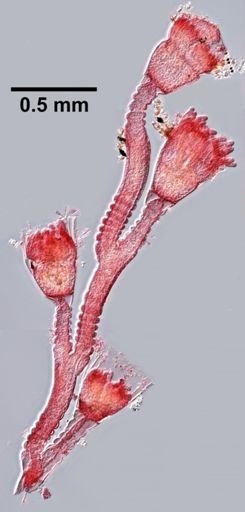 Obelia sp.
