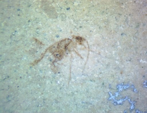 undet. Orthoptera