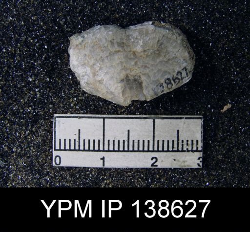 Athyris semiconcava