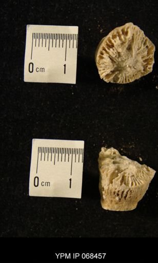 Neozaphrentis sp.