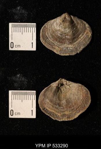 Athyris royssii
