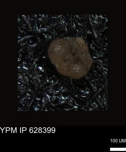 undet. Foraminiferida
