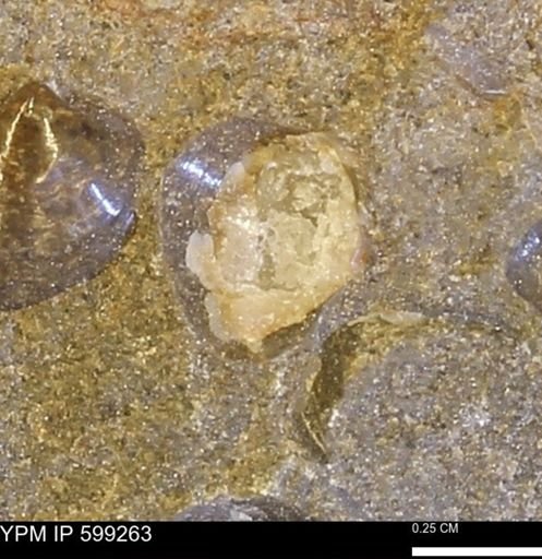 Protocardia subquadrata
