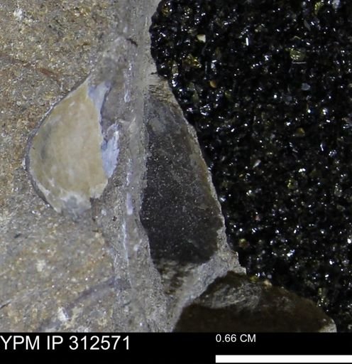 undet. Bivalvia