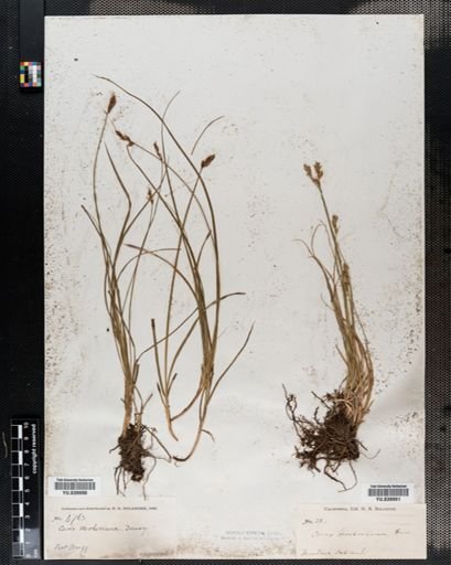 Carex