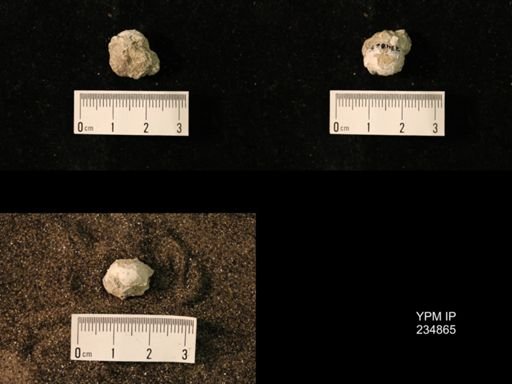 Marginifera fragilis