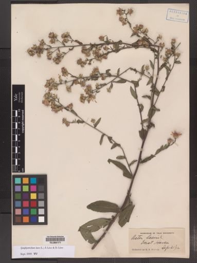 Symphyotrichum laeve