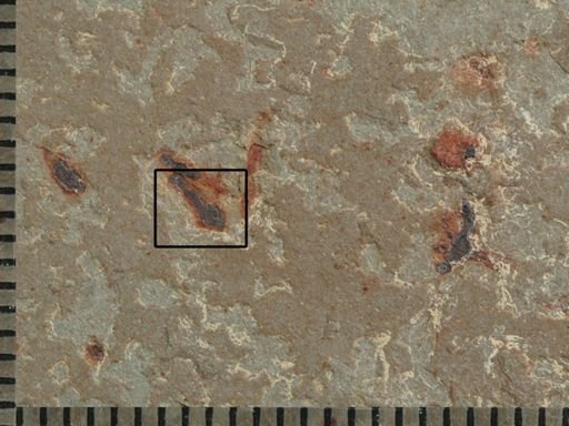 Hymenoptera?