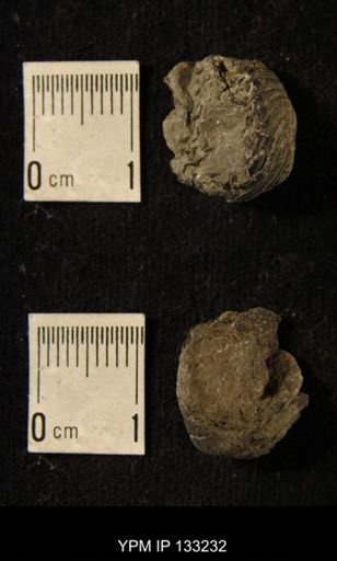 Phacops rana
