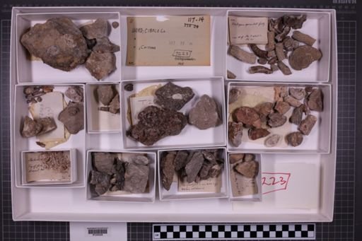 mixed taxa, stratigraphic collection