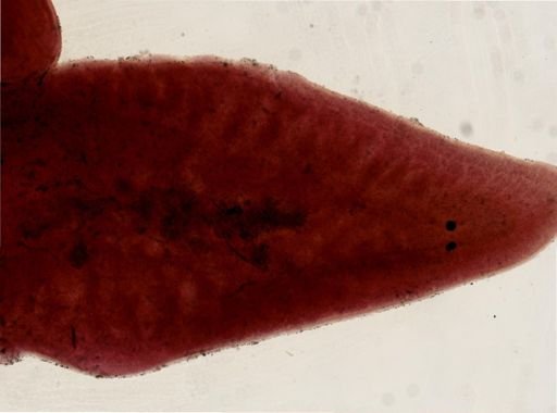 Bdelloura candida