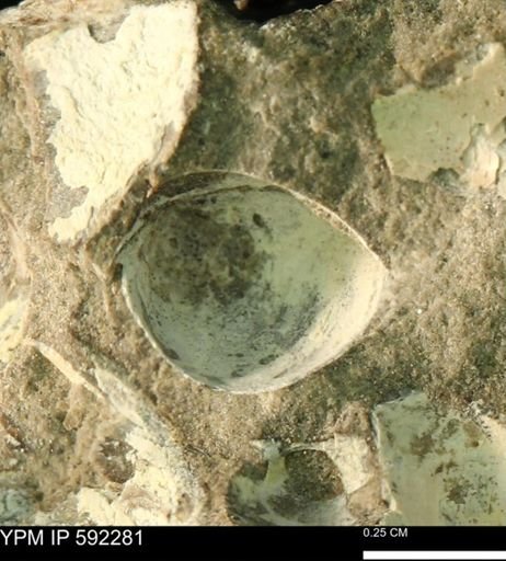 Cymbophora warrenana?