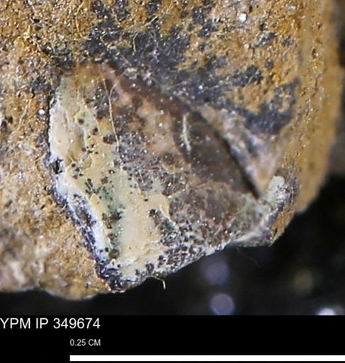 undet. Mollusca