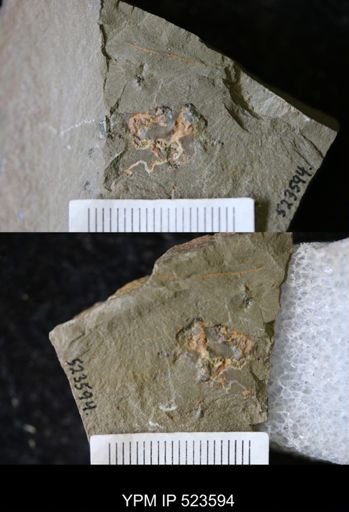 undet. Ichnofossil