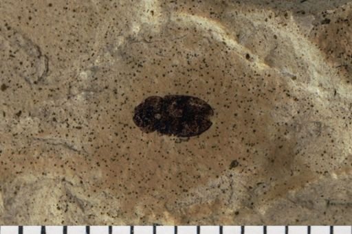 Coleoptera