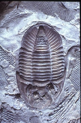Phillipsia bufo