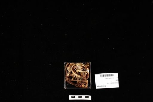 Actinopterygii